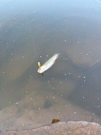 Even caught a fish