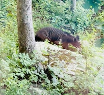 Yes - there are bears around!