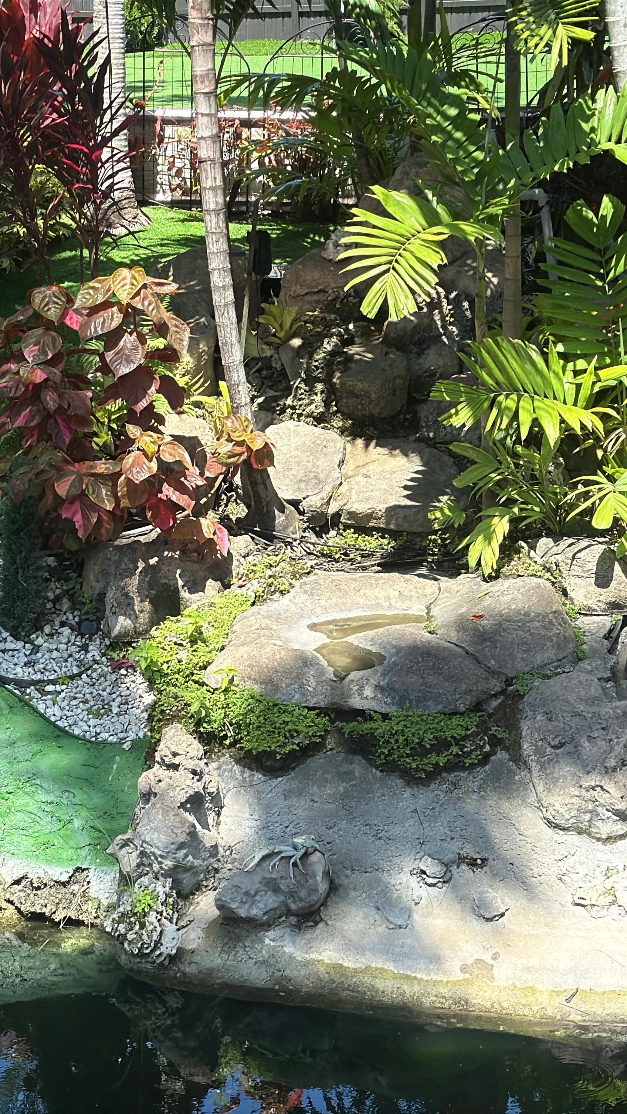 This little waterfall has a crab that likes to sunbathe.