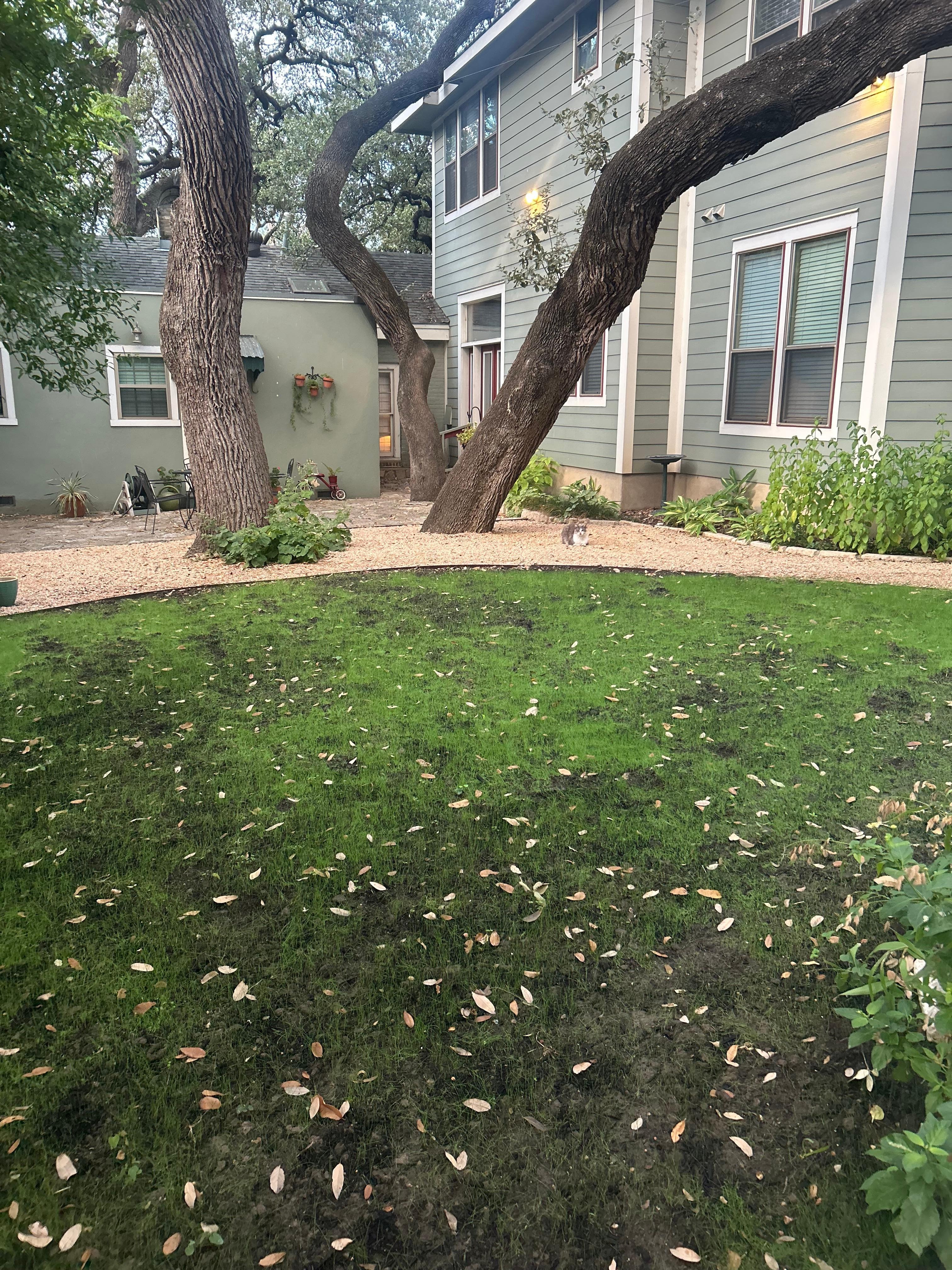 View from the backyard porch 