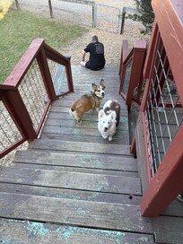 They mastered the stairs during our stay!