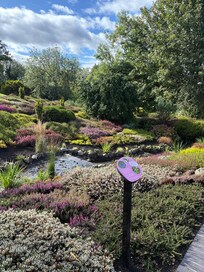 Heather at Rodneys Garden