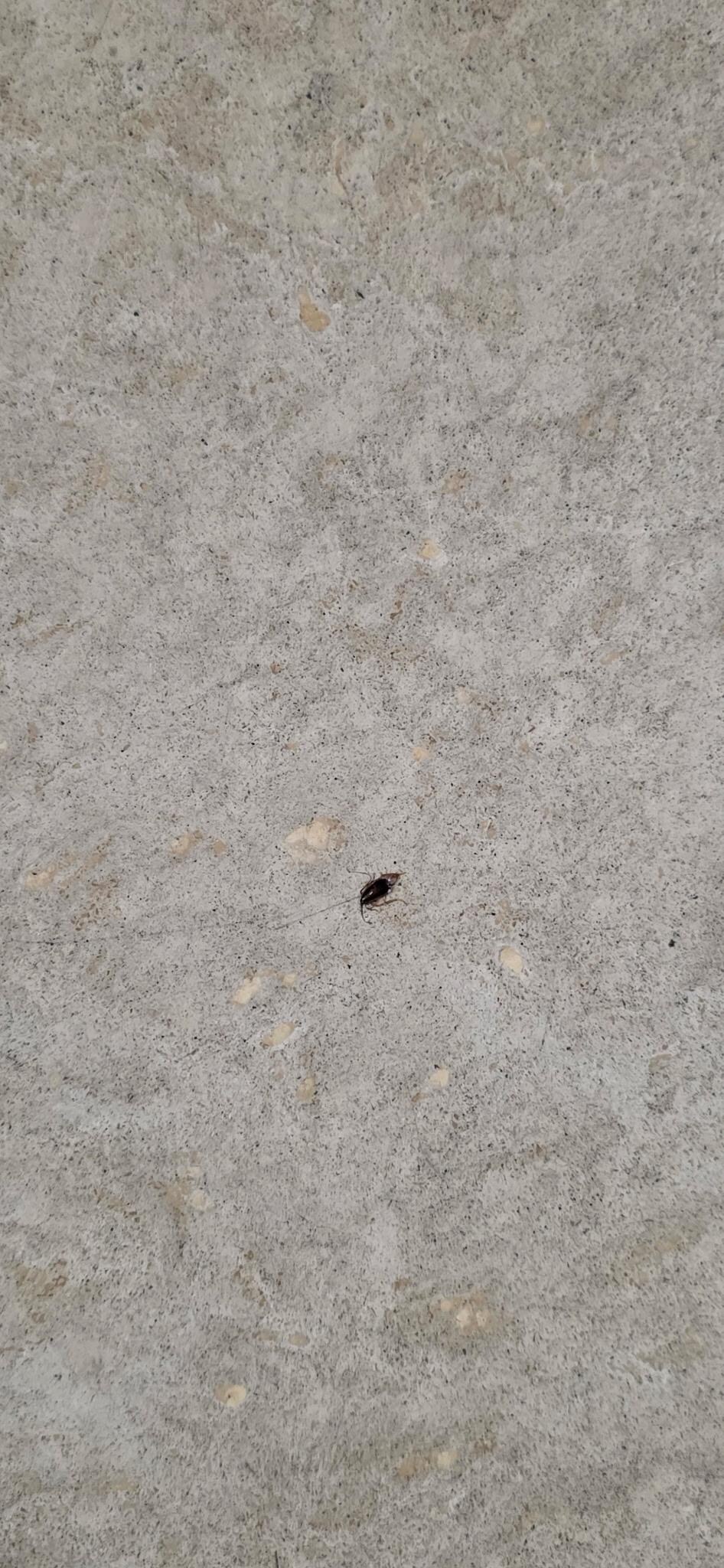 Roach