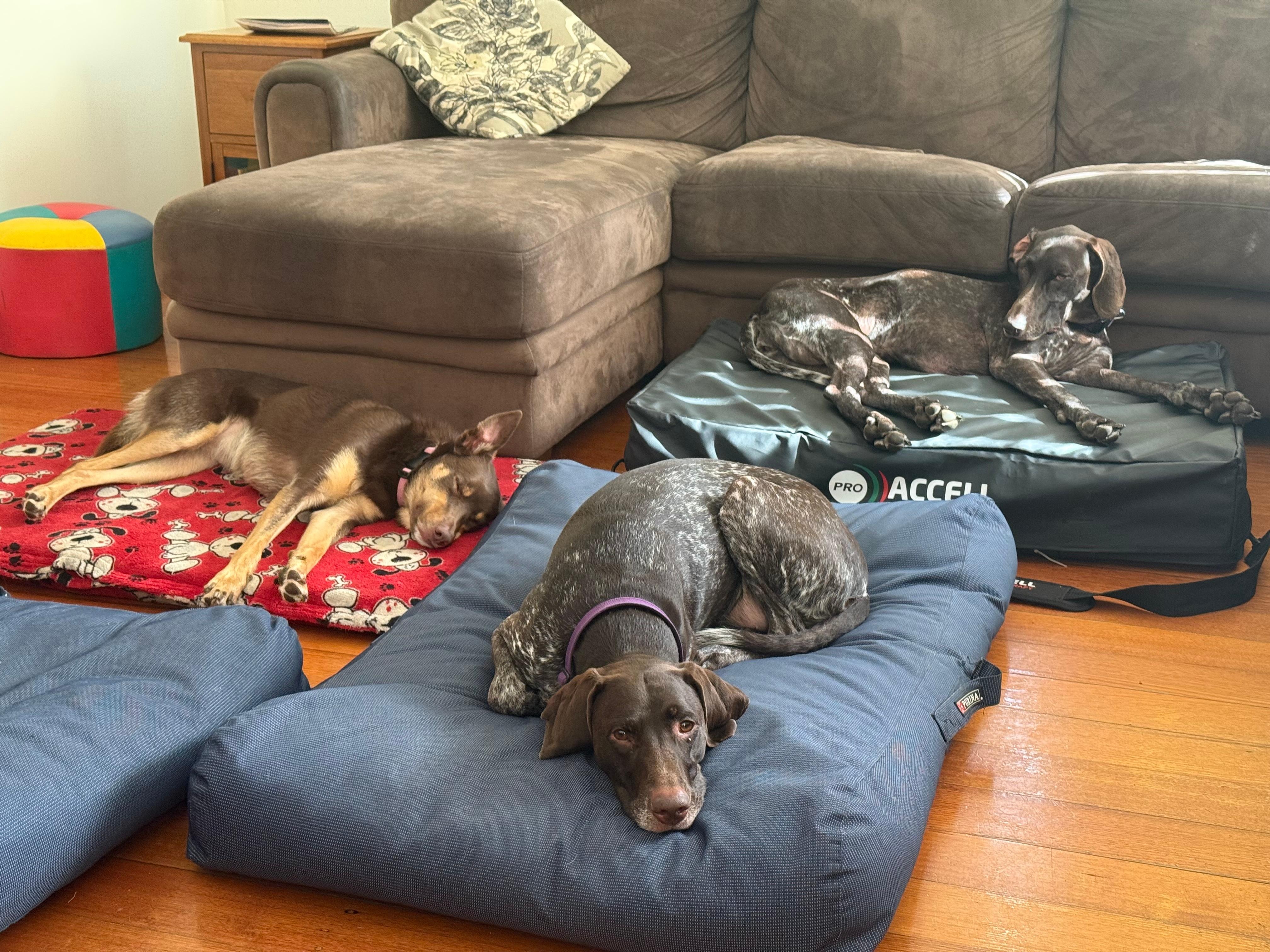 Our dogs are very well travelled and behaved. Here is a photo of them on their own mats in the TV room.