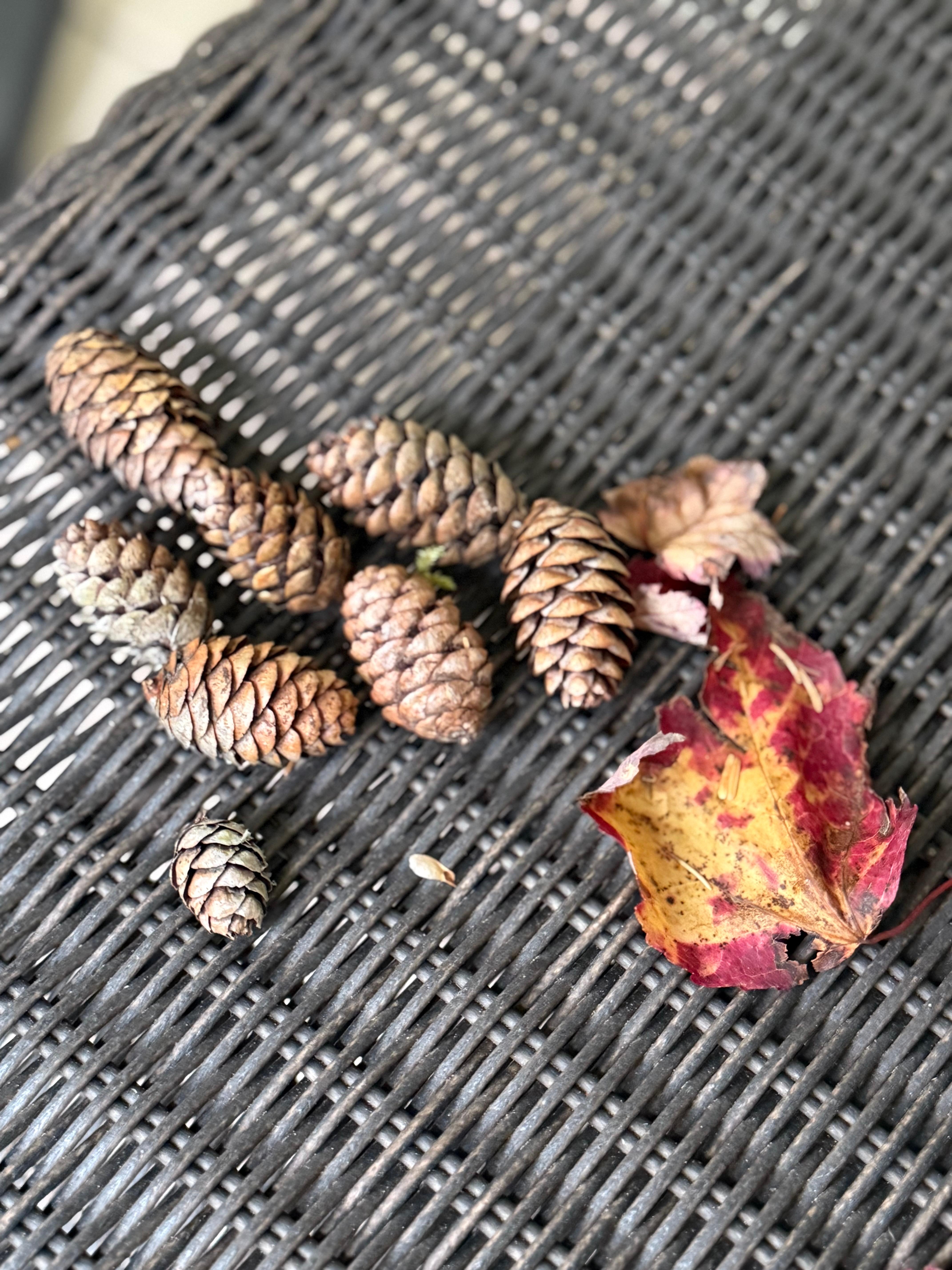 Pine cones