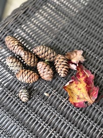Pine cones