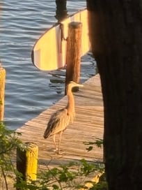A heron on the dock