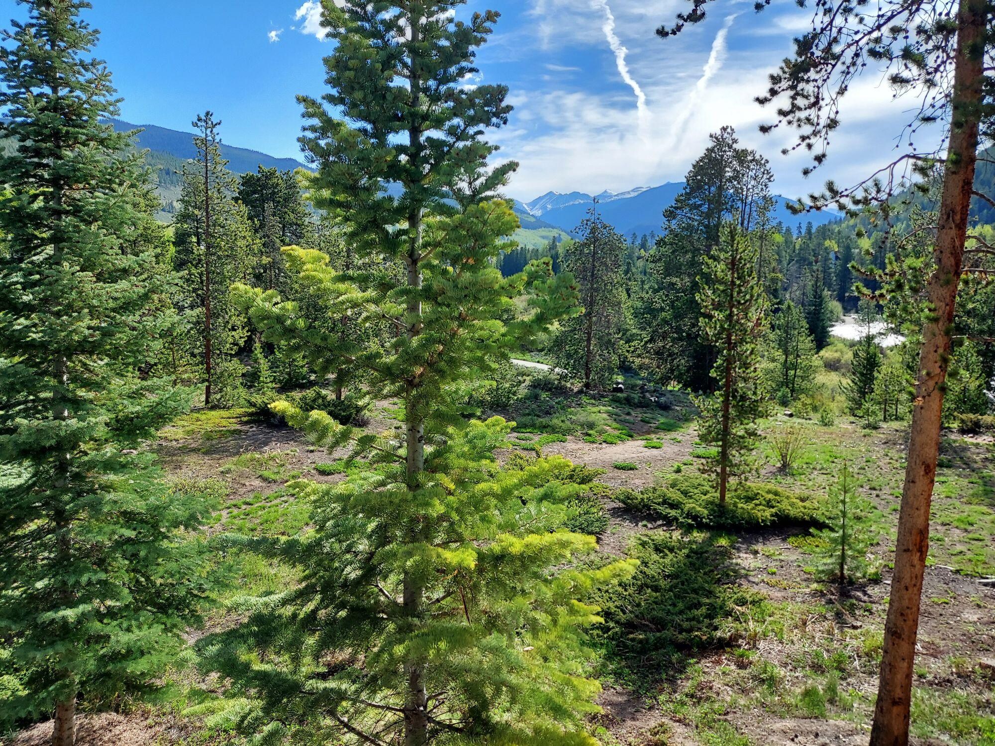 View from the deck! 