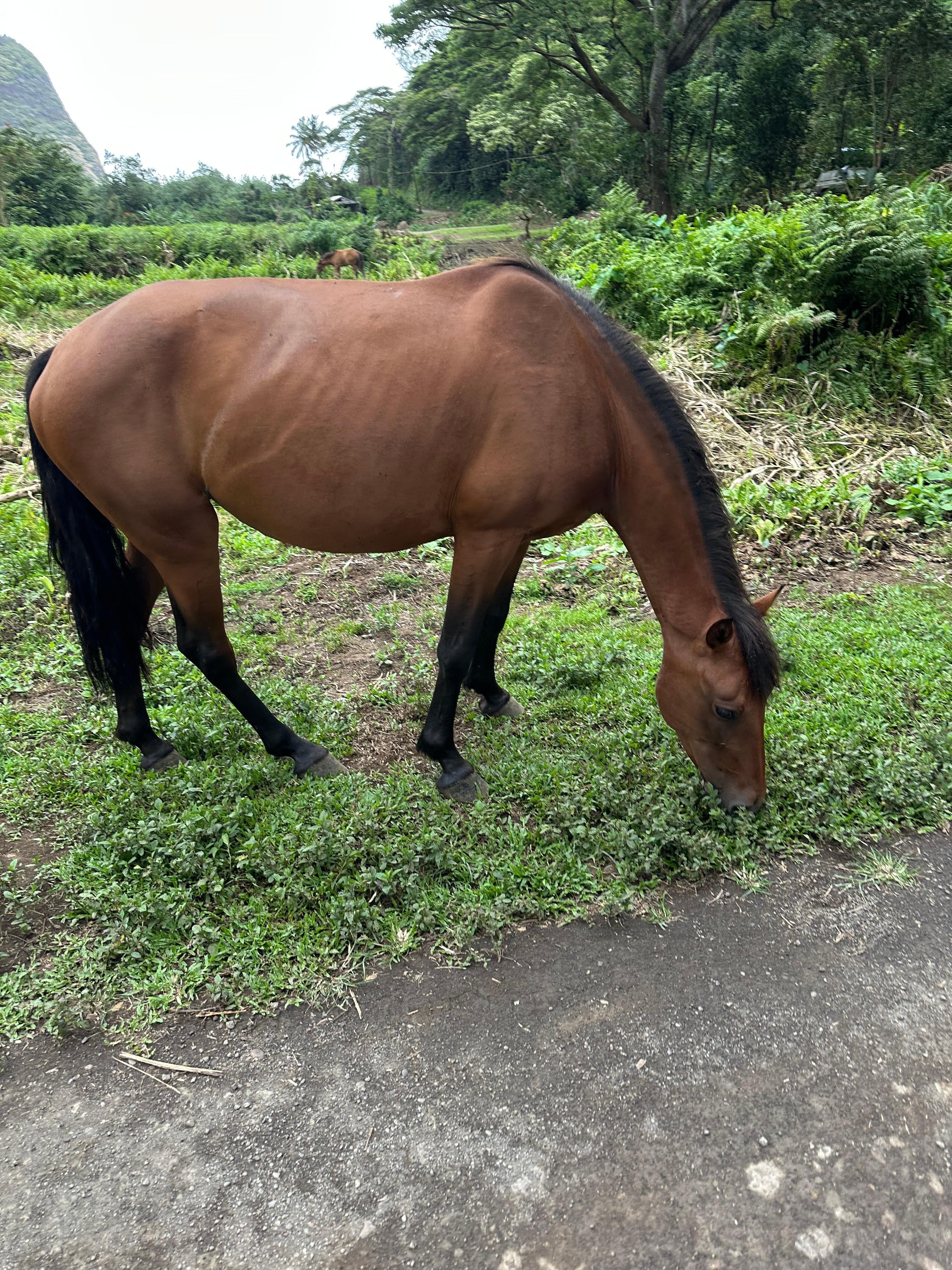 Waipi’o Valley, Wild horse grazing