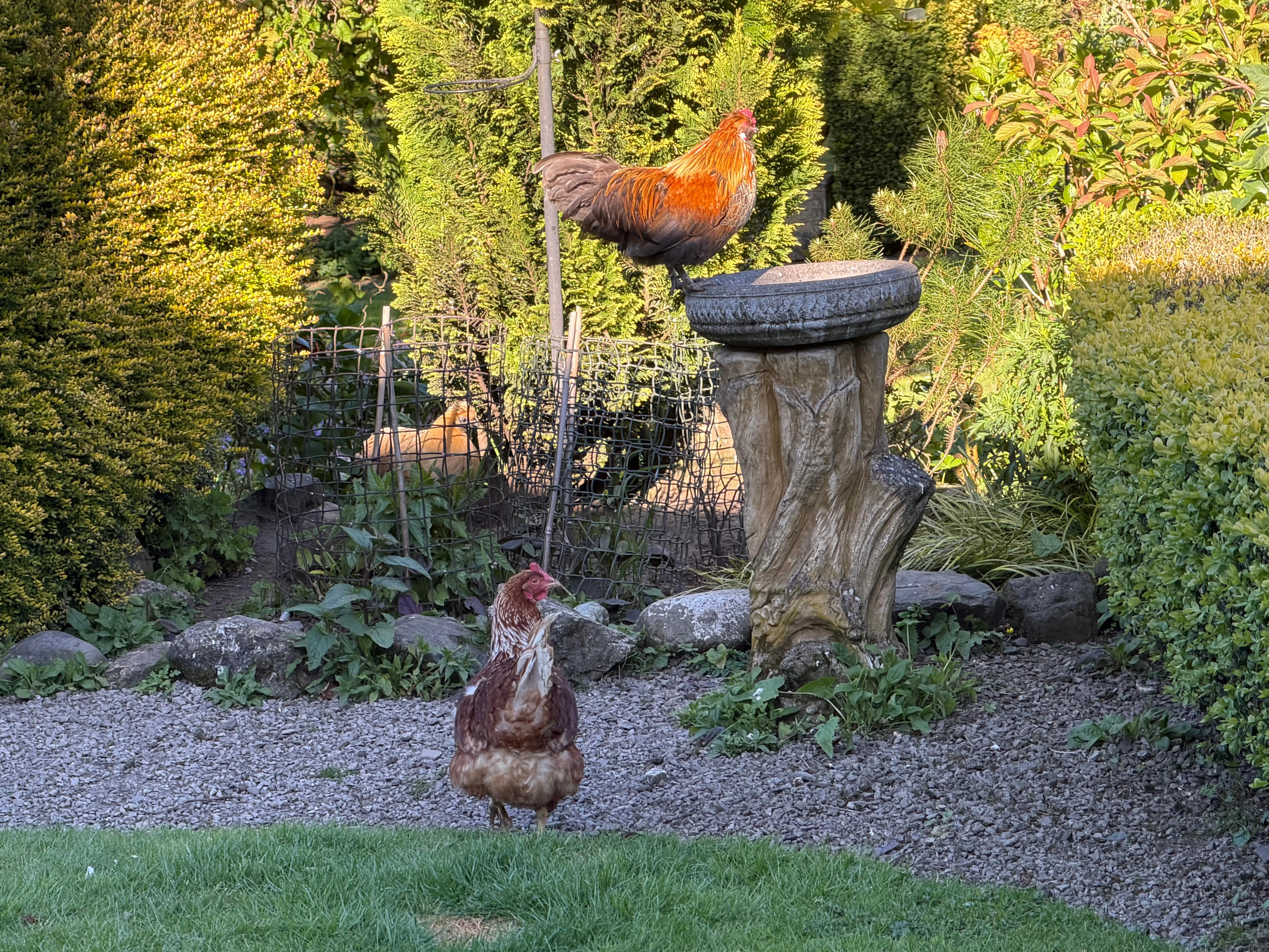 Feathered friends in the garden.