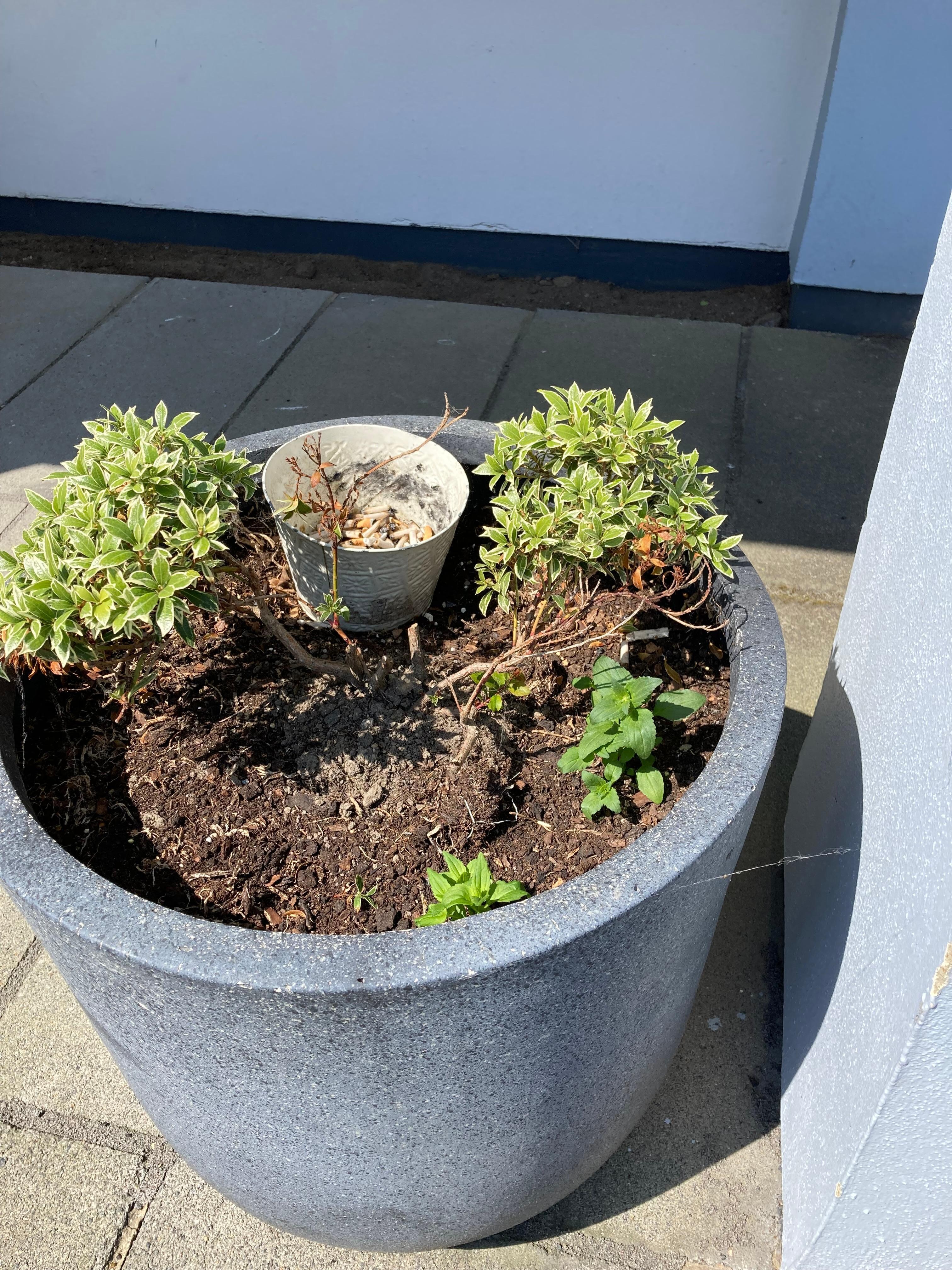 One of the flower tubs 