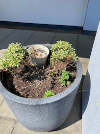 One of the flower tubs