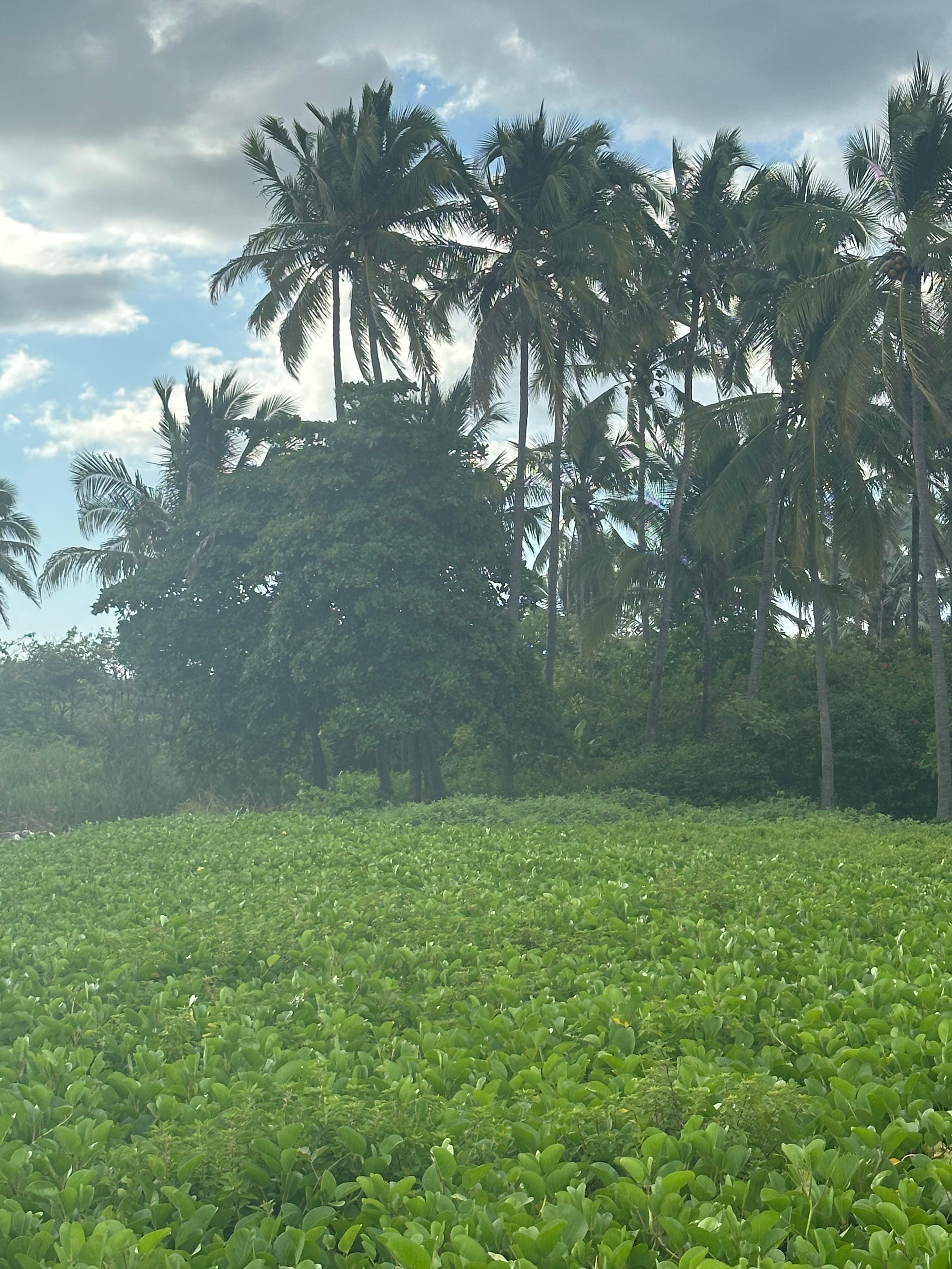 The beach is backed by green! No houses in sight.