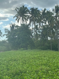 The beach is backed by green! No houses in sight.