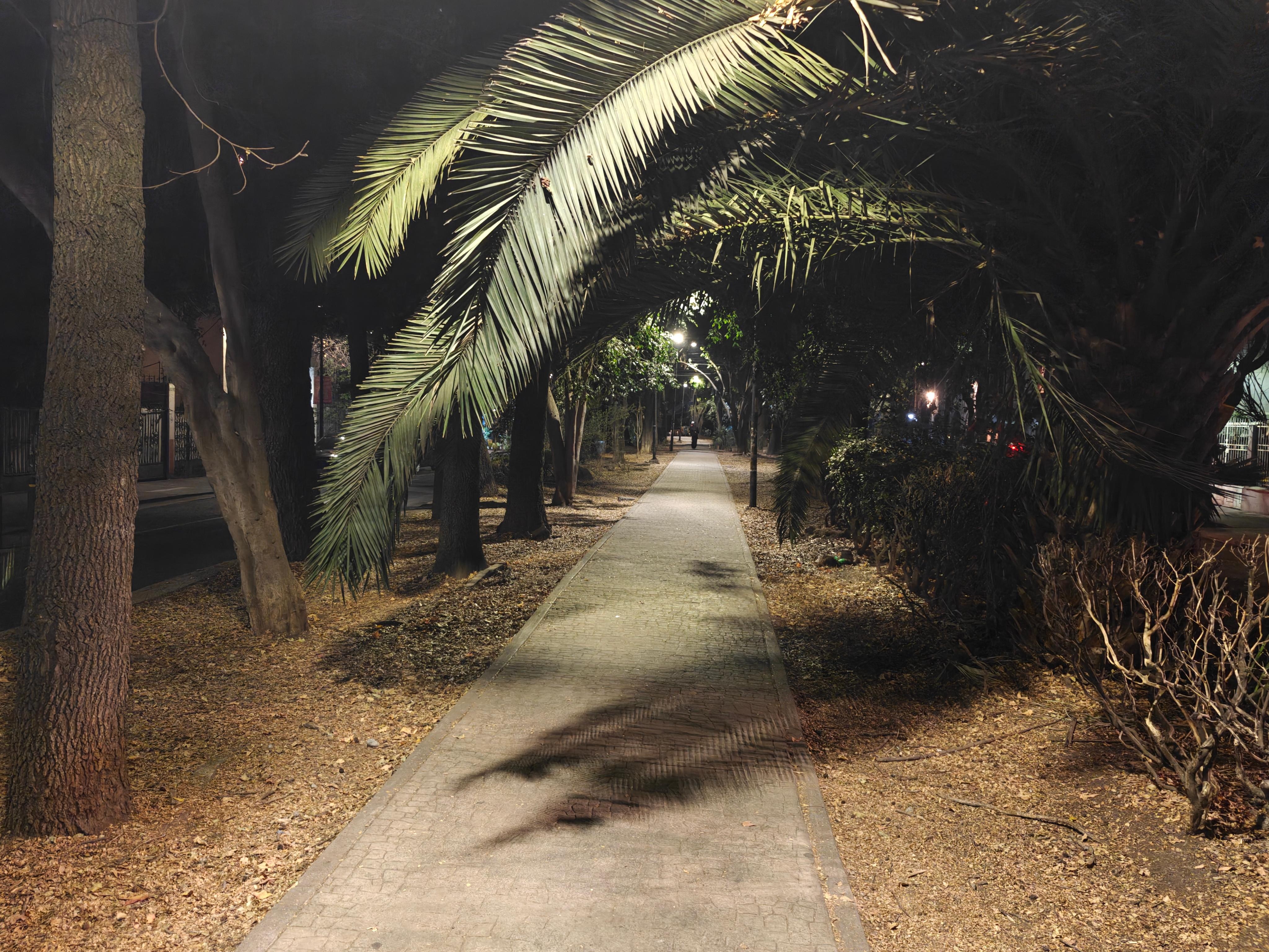 This is the lovely tree-lined pathway in the middle of the street.
