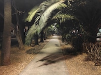 This is the lovely tree-lined pathway in the middle of the street.