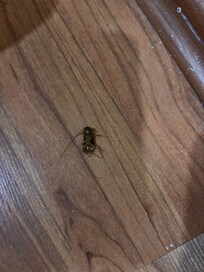 Cucarachas a lado de la cama ..