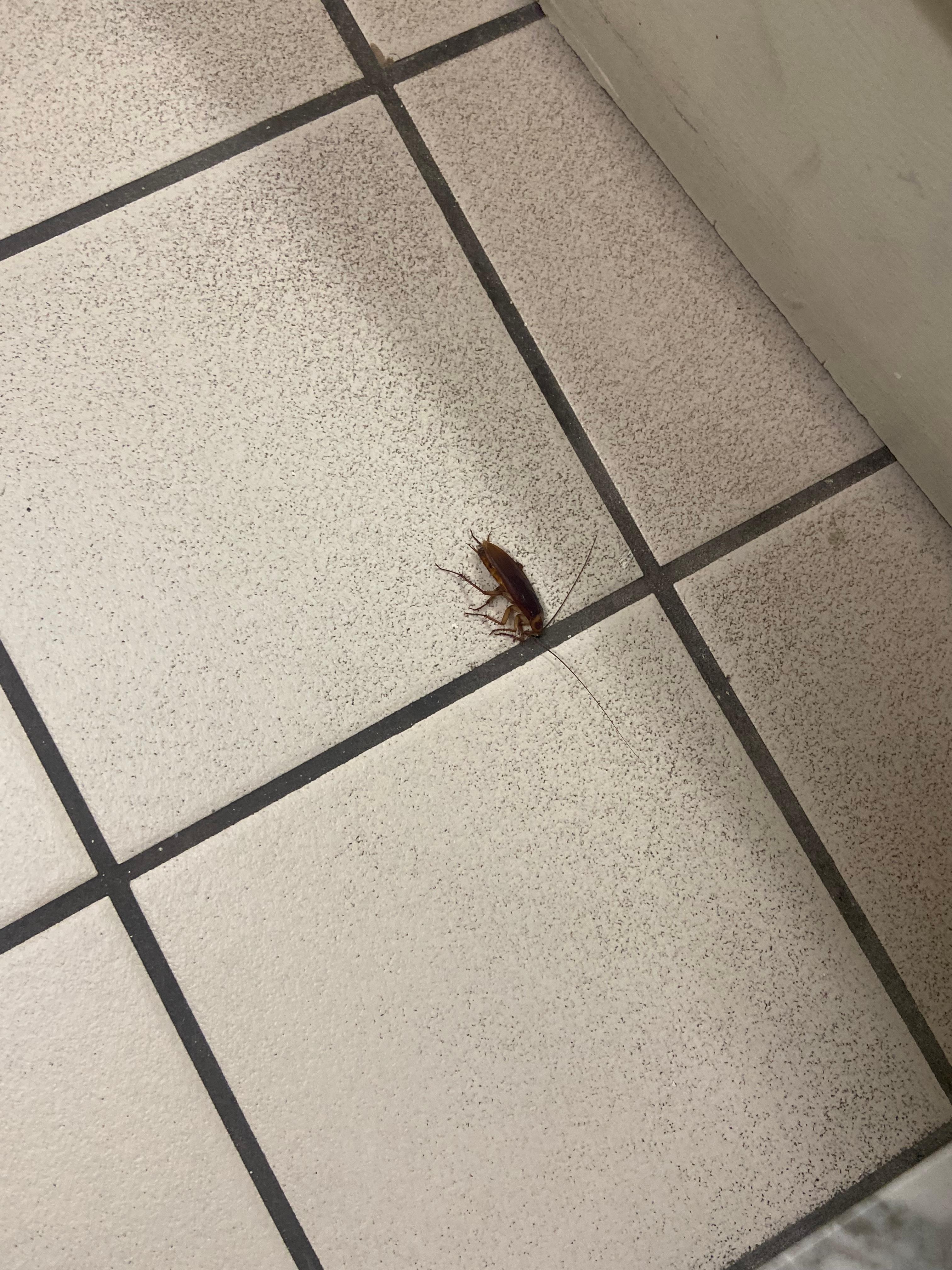 One of many cockroaches 