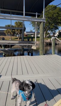 Maximillian enjoying the dock