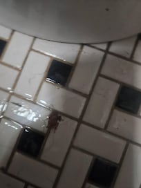 Bathroom greeter