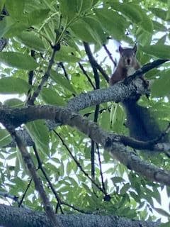 Petits visiteurs présents tous les jours