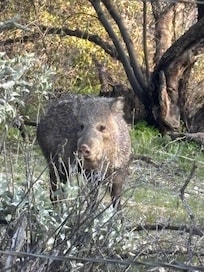 A javelina on the Ventana Canyon trail out out backyard.