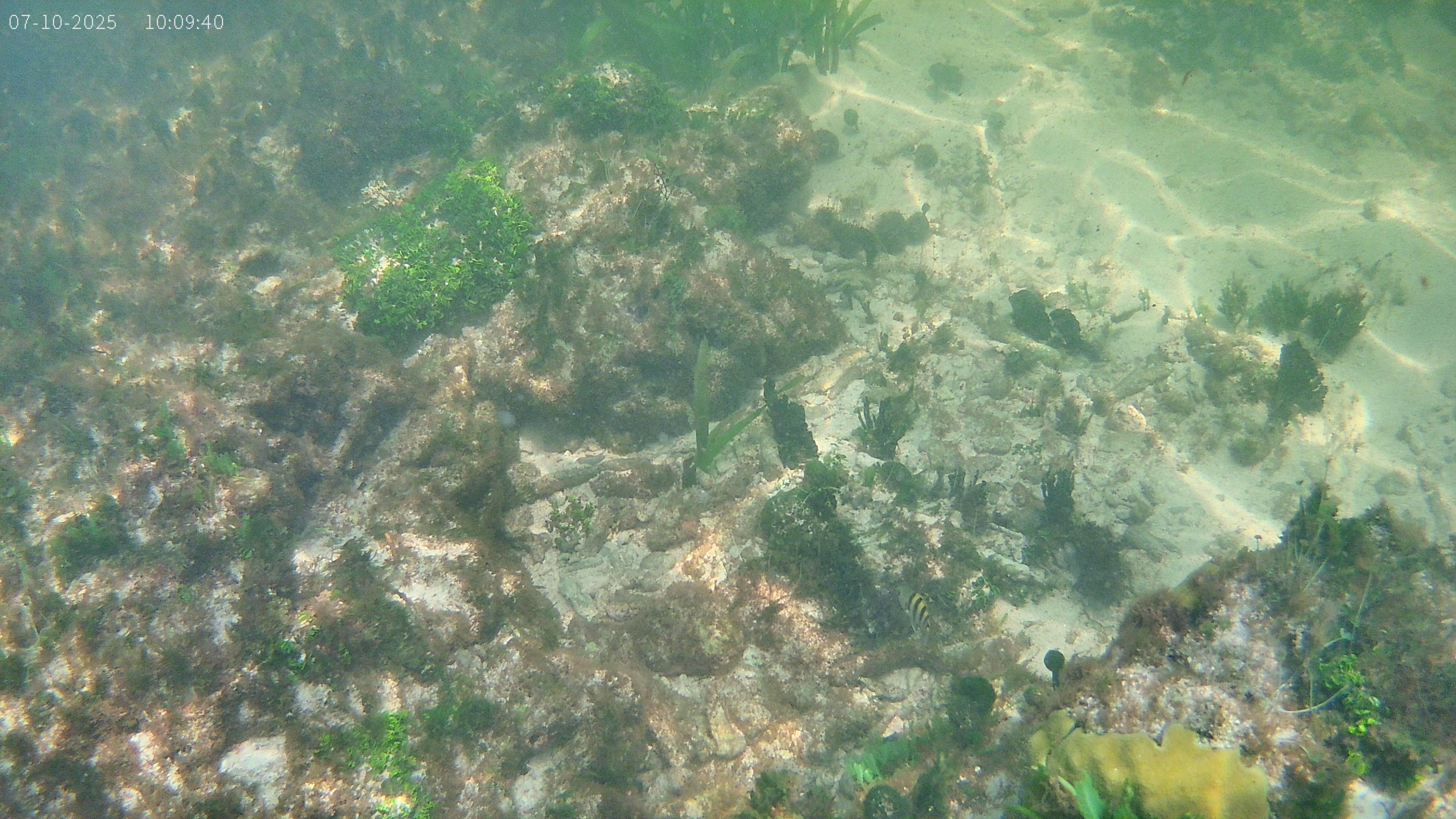 Snorkeling right out front. Lots of fish, small stingrays nearby, rockfish, loads of couch shells.
