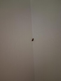 Roaches in Sink and on Walls