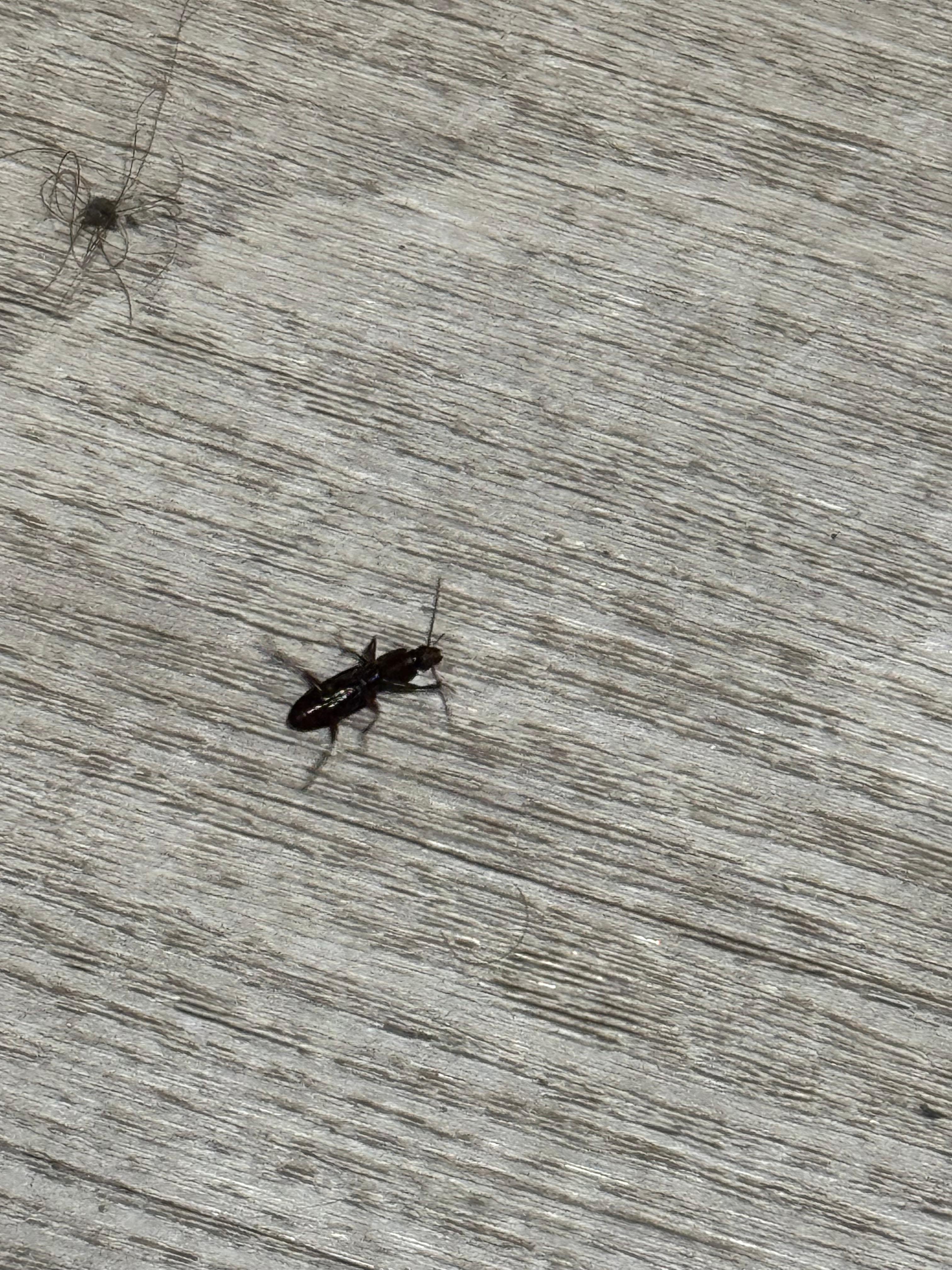 Had several of these in my room. Also killed a couple spiders.