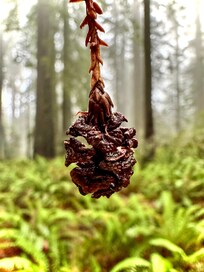 Tiny cone from a giant tree