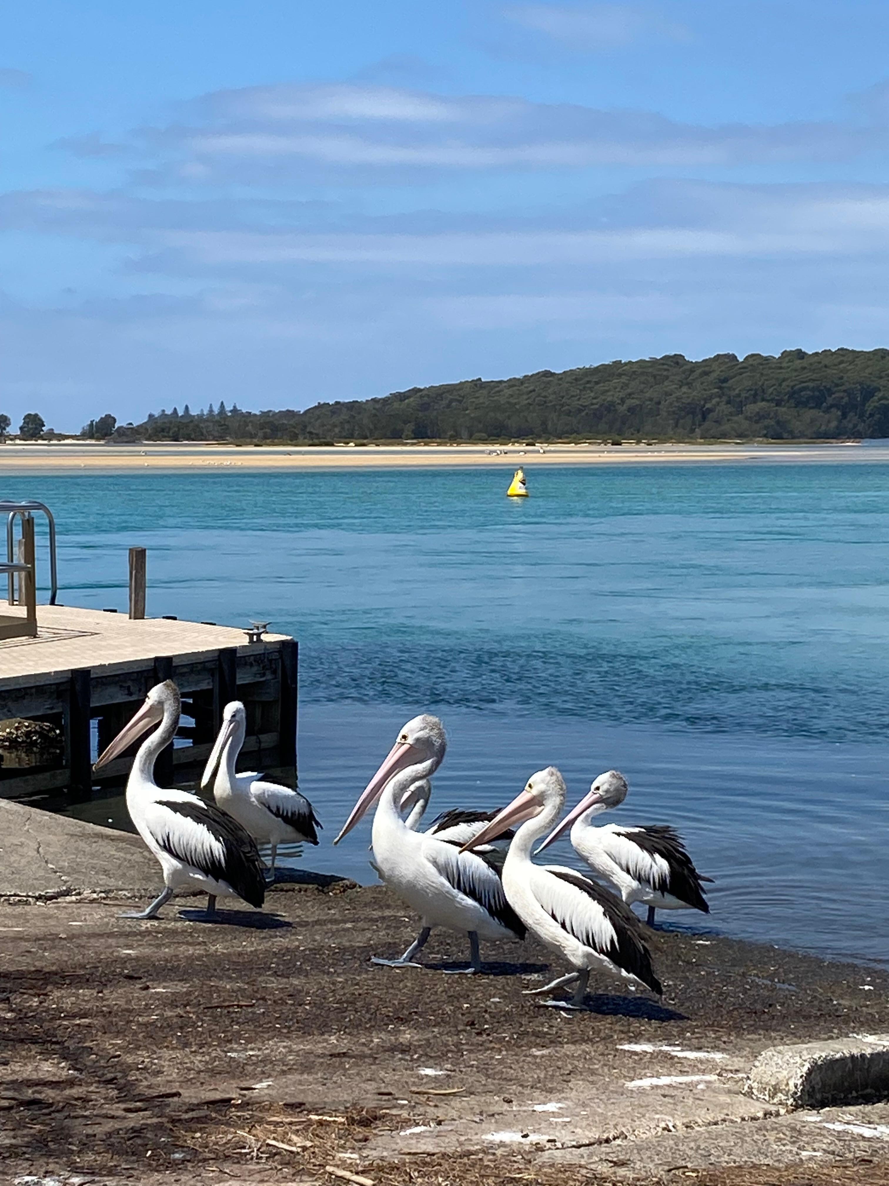 We found these pelicans at the end of our walk