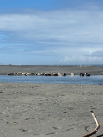 Seals!