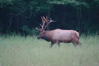 Elk at Oconaluftee Visitor Center