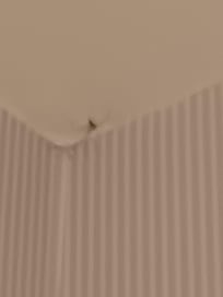 Life spider with web