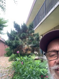 Native Plants