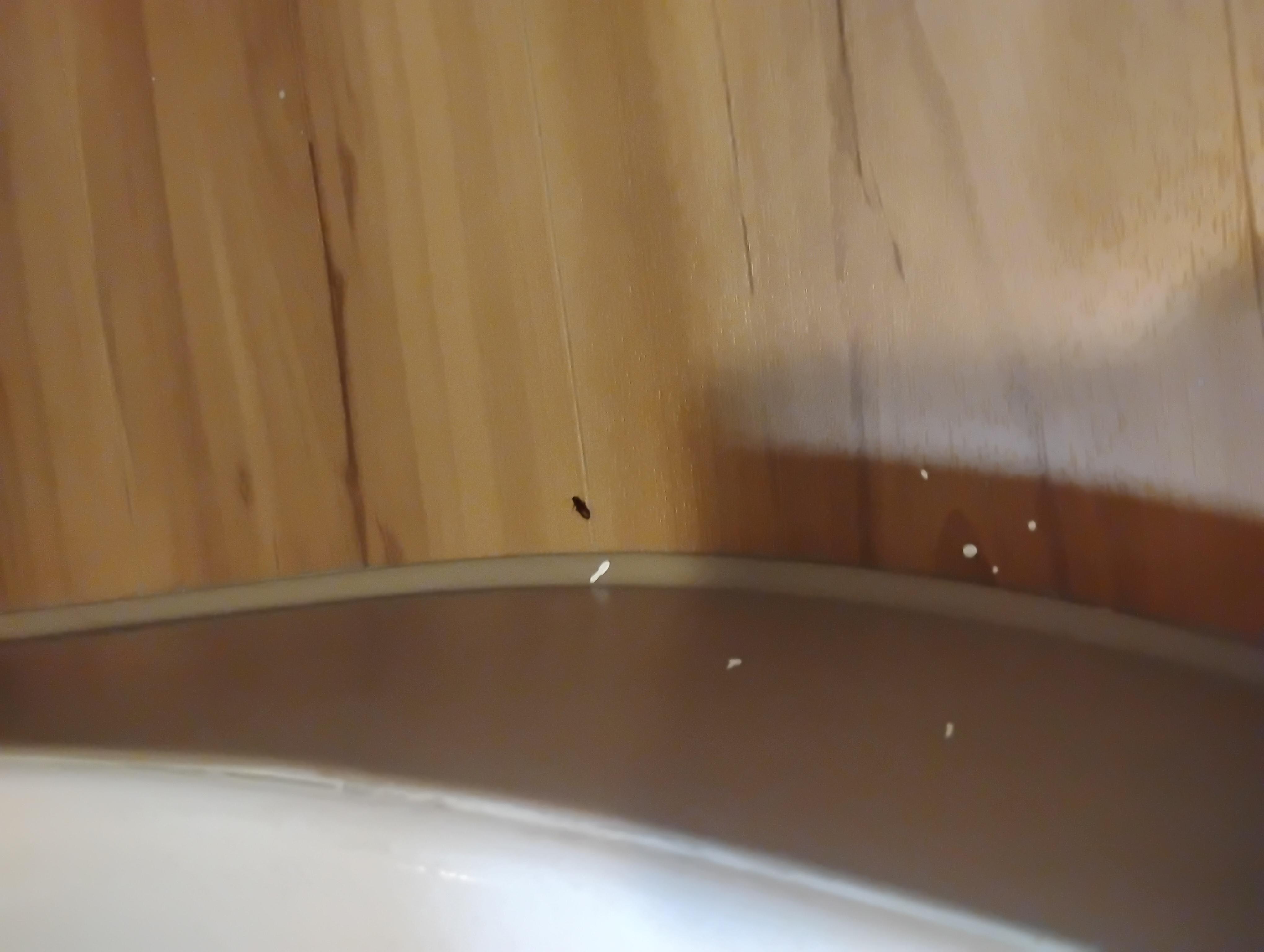 A cockroach 