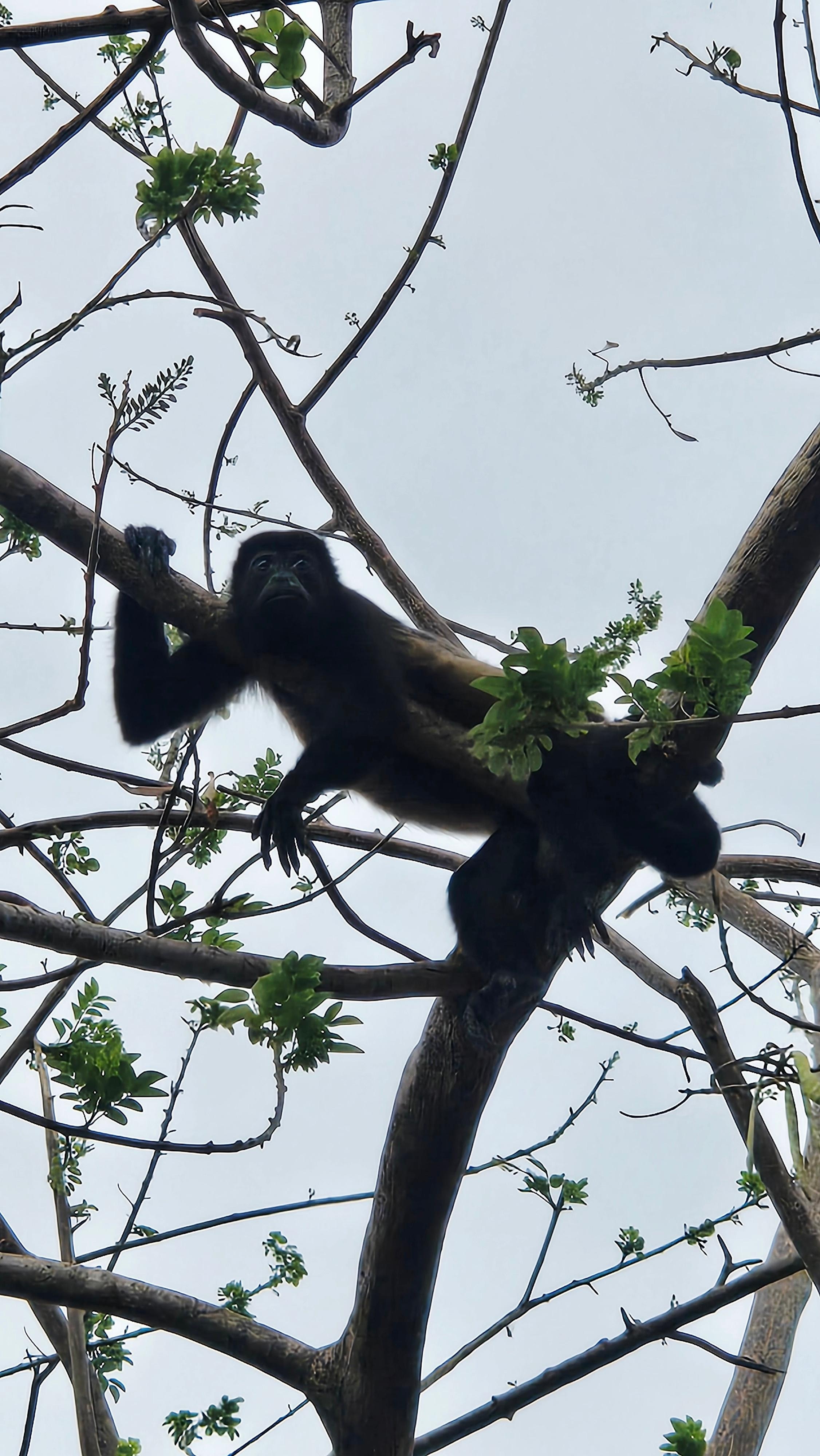 Monkeys hang out on the property! Harmless and fun to watch.