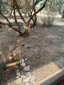 Bobcat outside the kitchen window on our first day