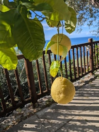 Lemon on terrace of our room