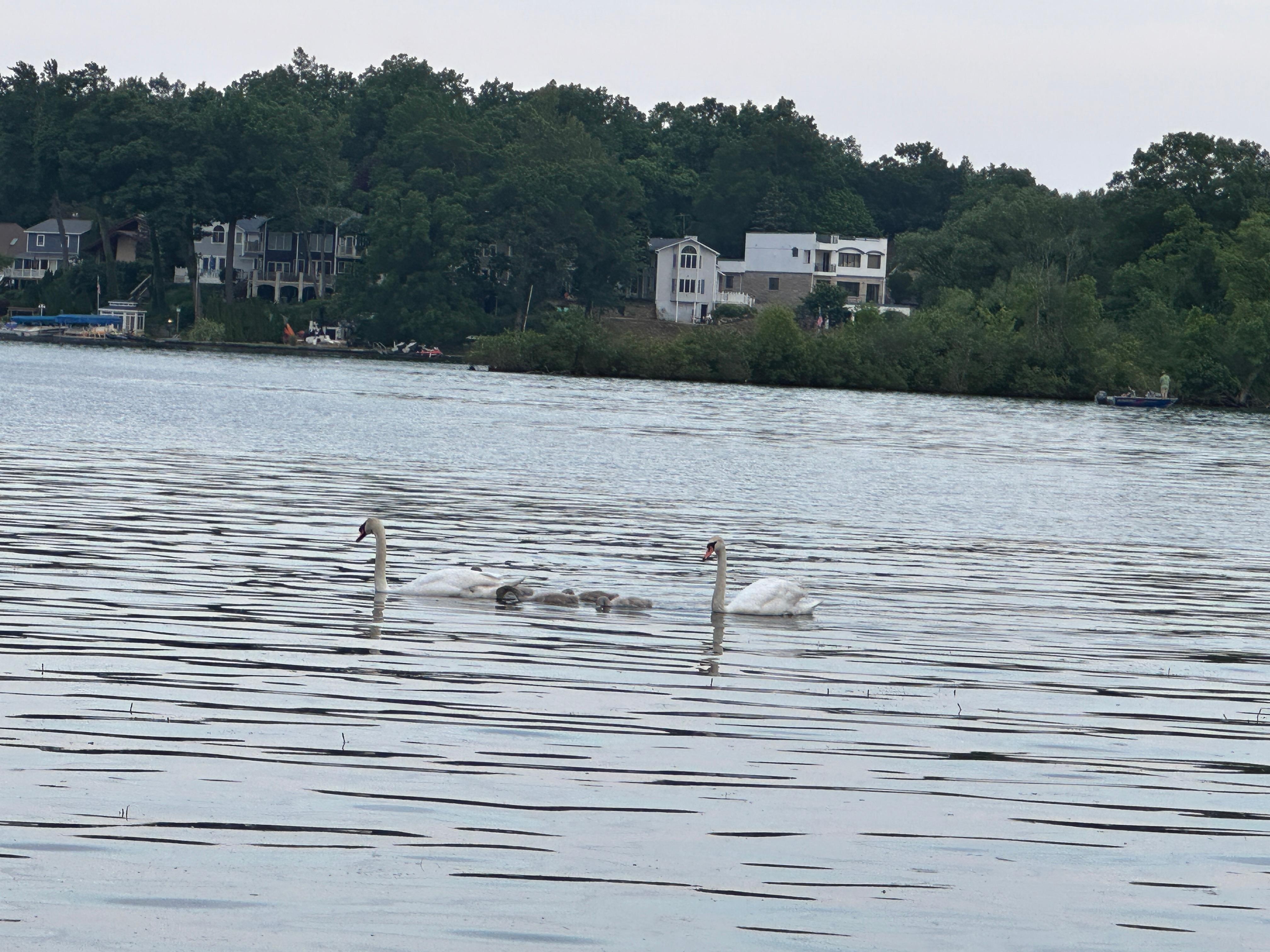 Morning coffee on the patio furniture watching the Swans swim by.