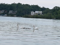 Morning coffee on the patio furniture watching the Swans swim by.