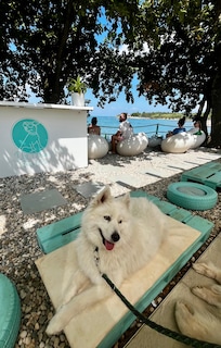 Hundebar am Hundestrand in Novigrad