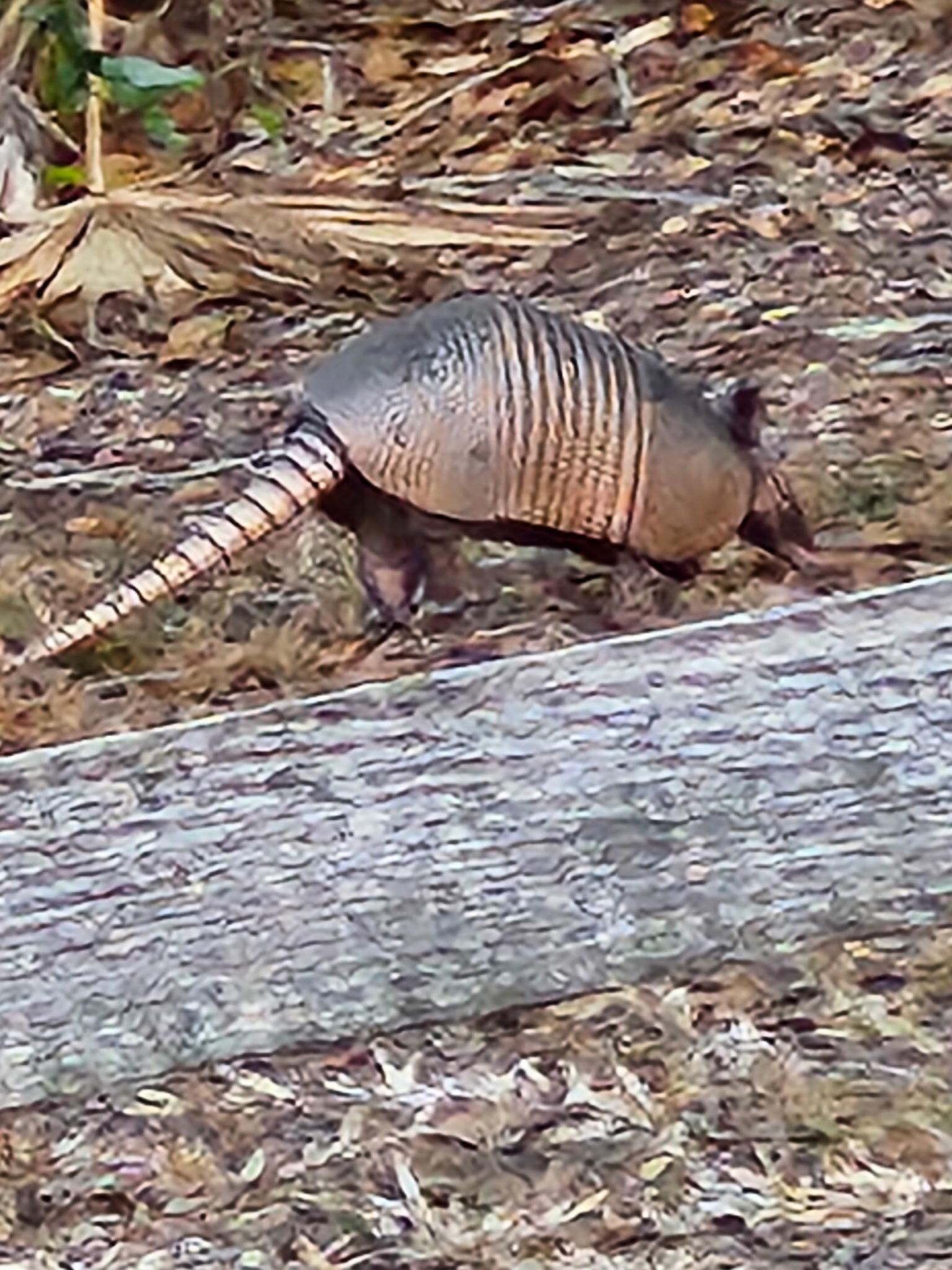 Armadillo by the driveway 
