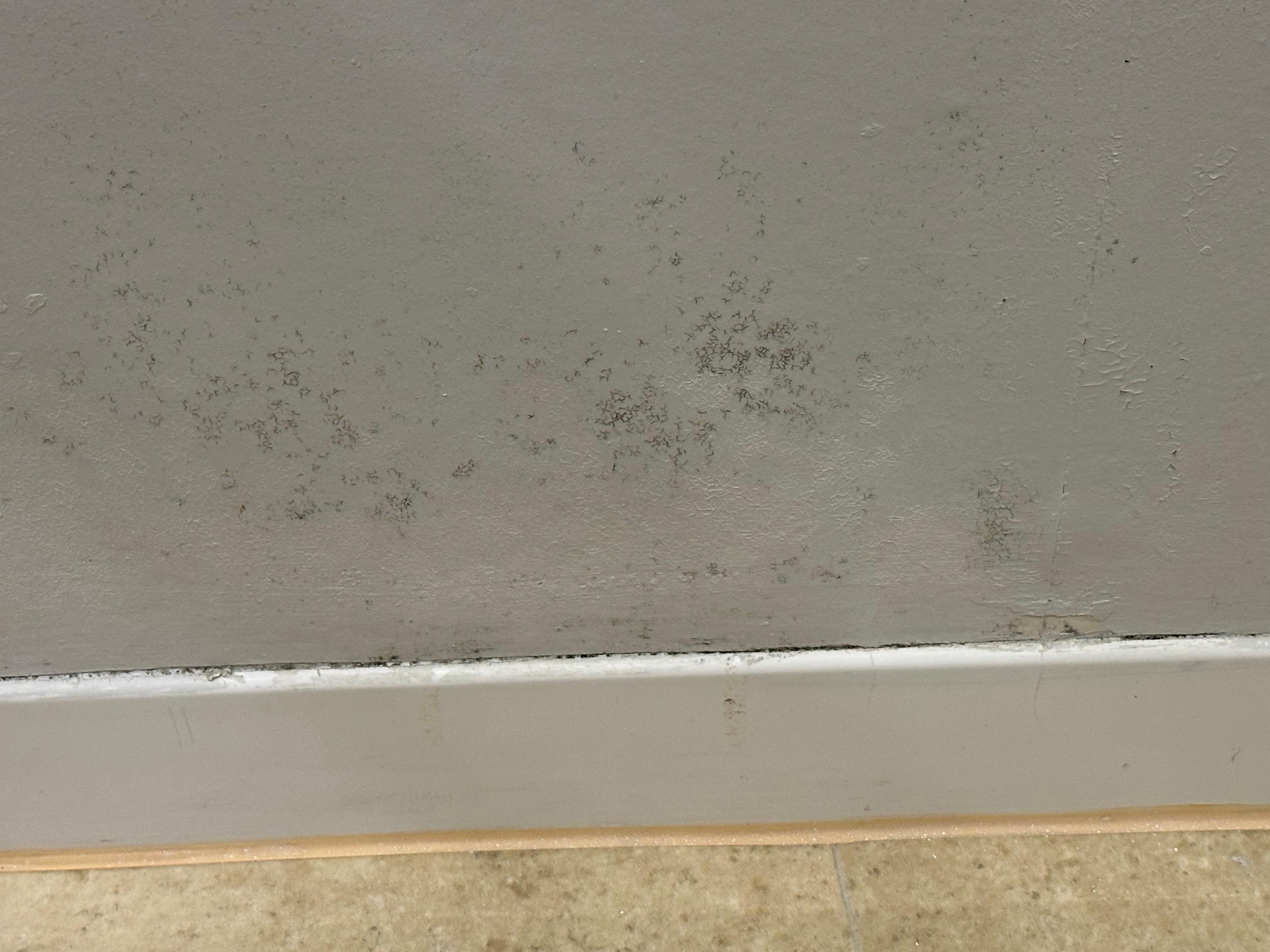 Wall damp and mouldy