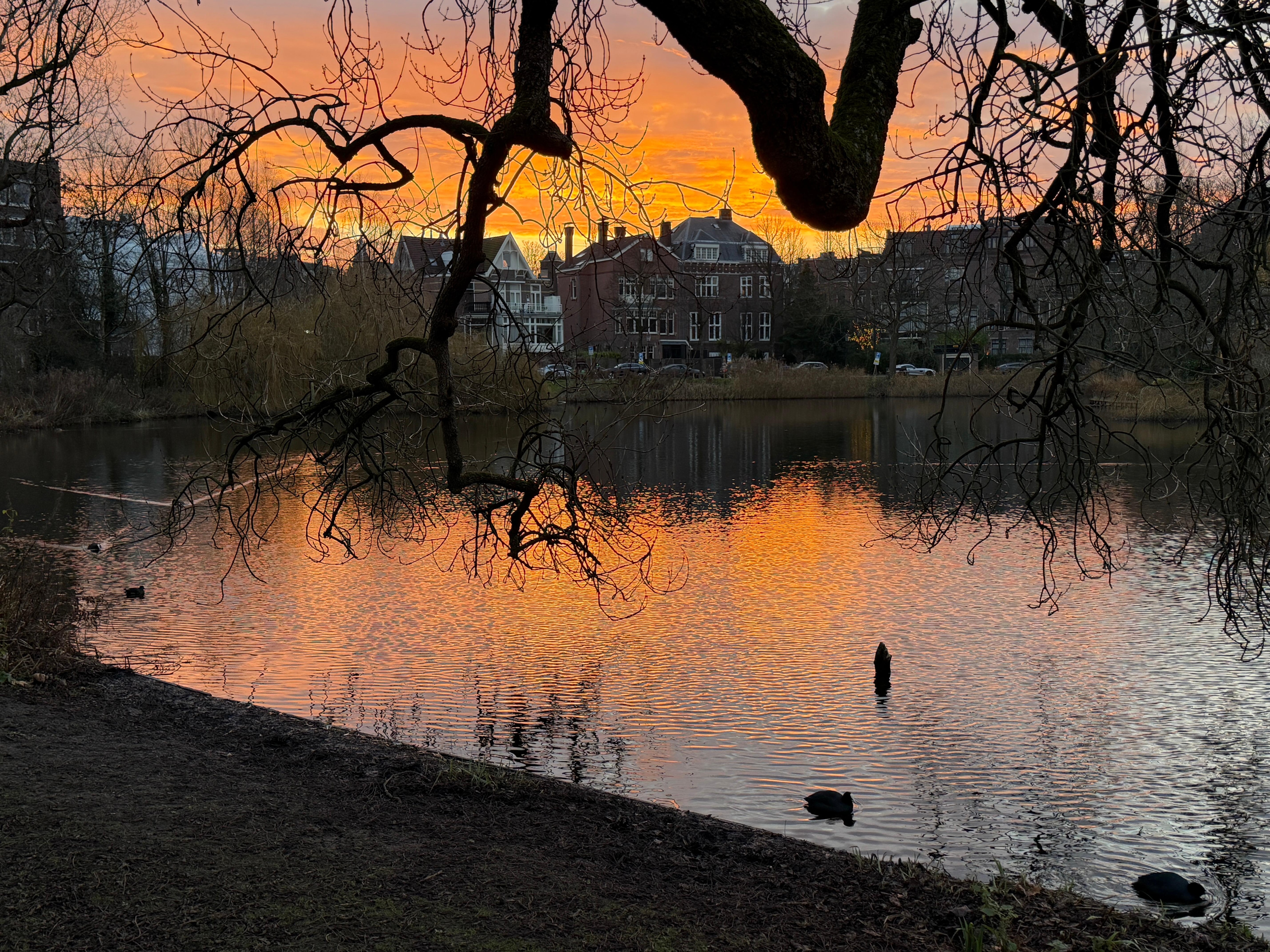 Vondelpark sunrise. 