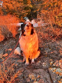Mabel at sunrise