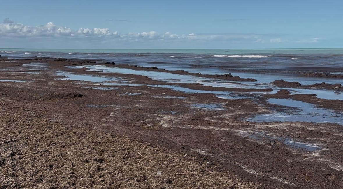 Strand starker Geruch durch Algen