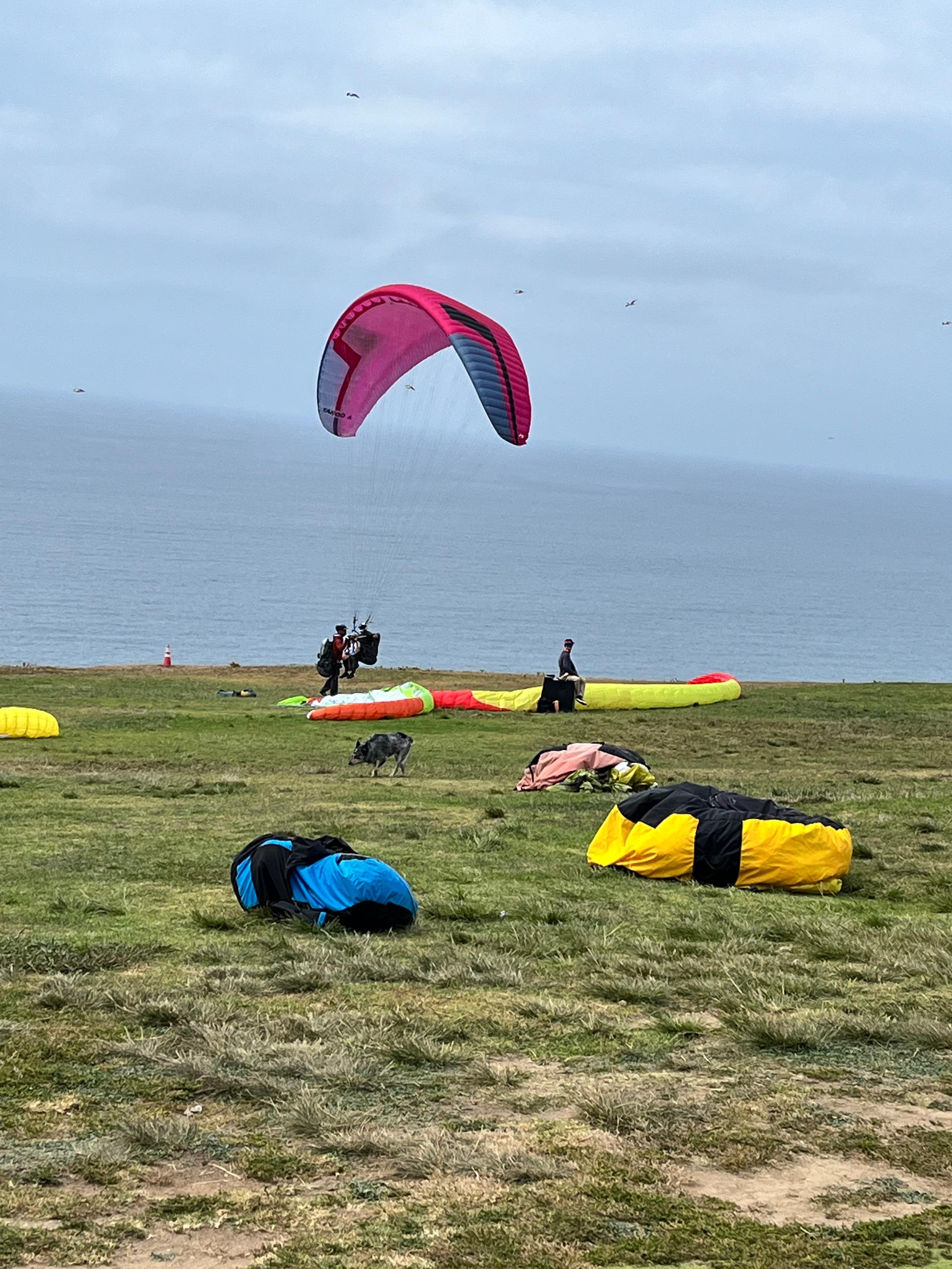 Saw the Gliders at Torrey Pines 