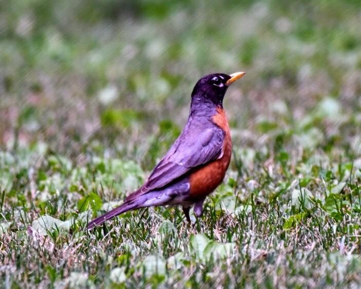 Robins are in the yard every morning