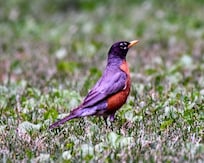 Robins are in the yard every morning